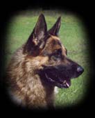 Photo of German Shepherd