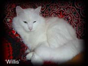 Photo of cat